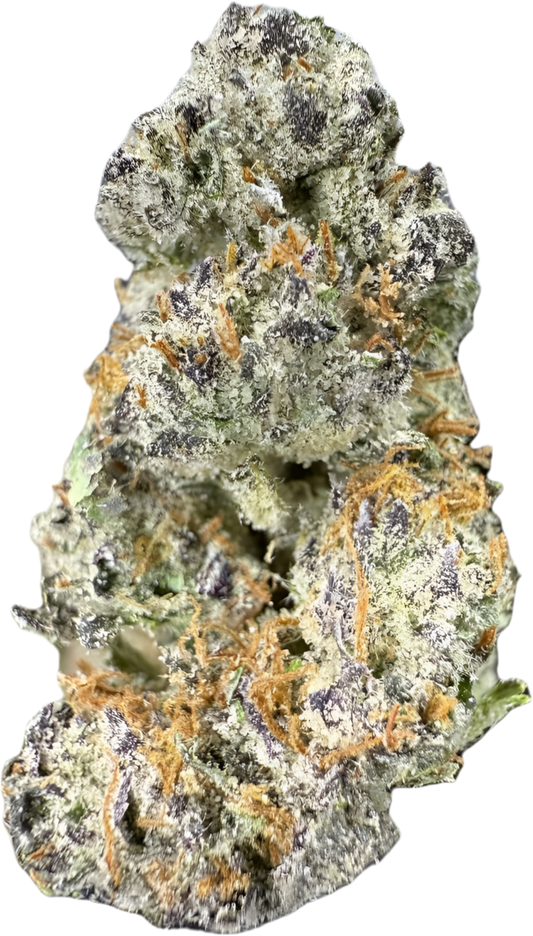 GUMBO - “mZAtics” INDOOR (🥇M-ZATICS  INSIDER DEALS)