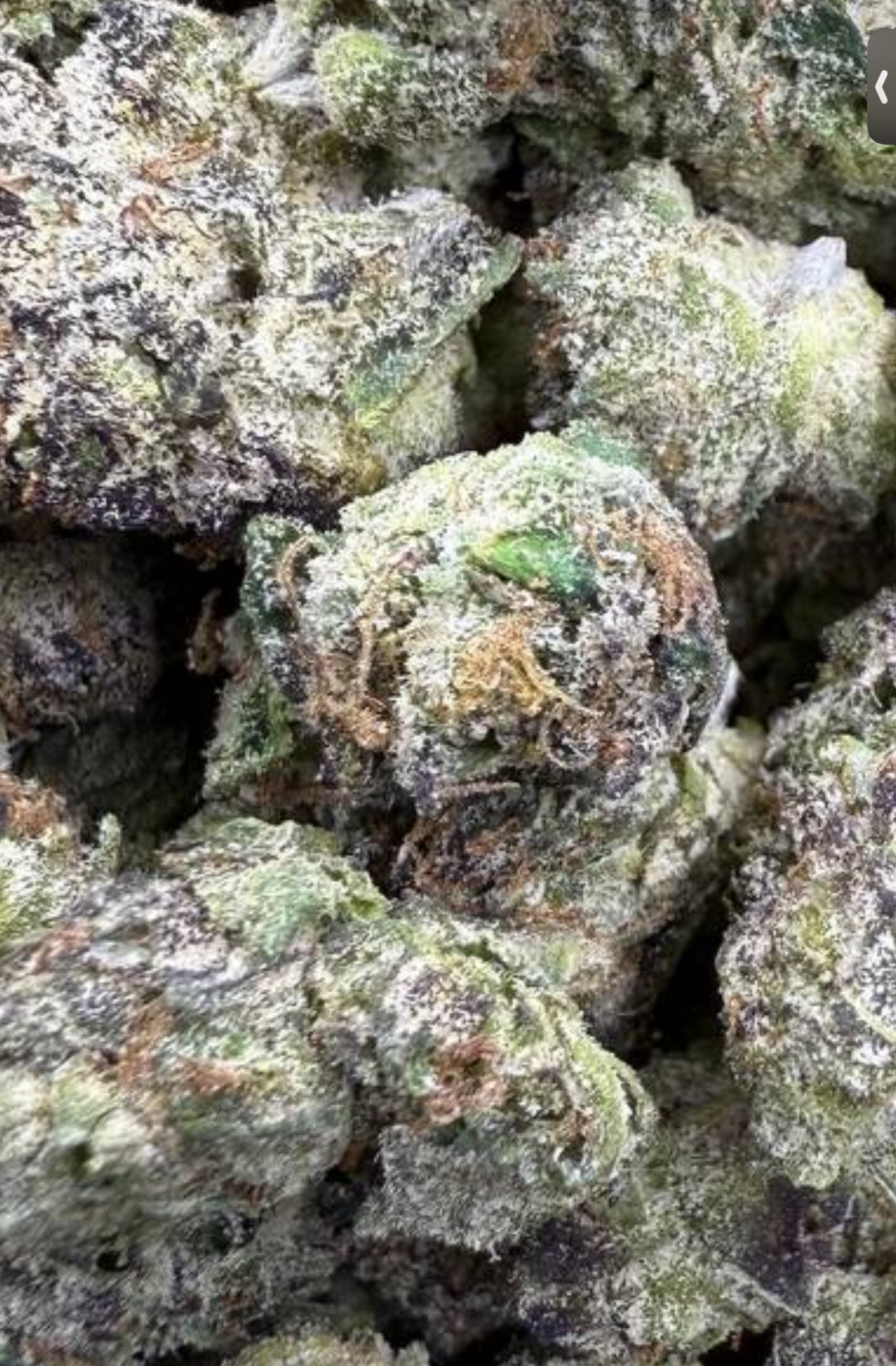 BACIO GELATO 🍦🍫 - THCa FLOWER BB BUD’s EXOTIC (🥇M-ZATICS INSIDER DEALS)