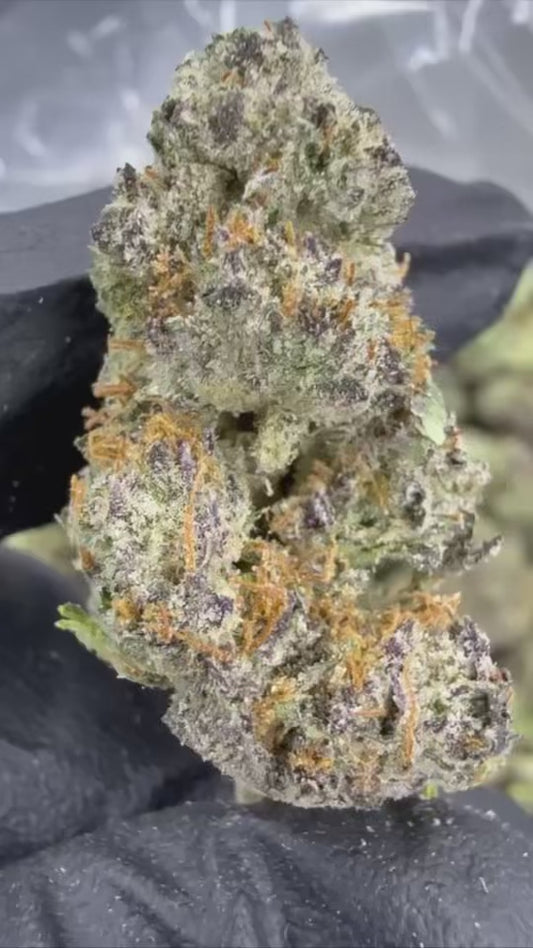 GUMBO - “mZAtics” INDOOR (🥇M-ZATICS  INSIDER DEALS)