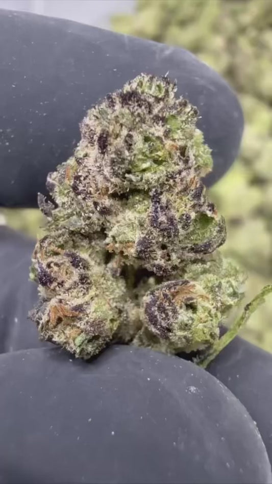 BLUE ANDEZE 🫐🥶- THCa FLOWER BB BUD’s EXOTIC (🥇M-ZATICS INSIDER DEALS)