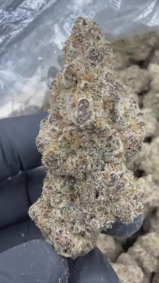 SUB ZERO 🥶🎄🌶️ - “mZAtics” INDOOR (🥇M-ZATICS  INSIDER DEALS)