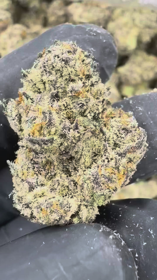 WHITE TRUFFLE ⛽️🌳- “mZAtics” INDOOR (🥇M-ZATICS  INSIDER DEALS)