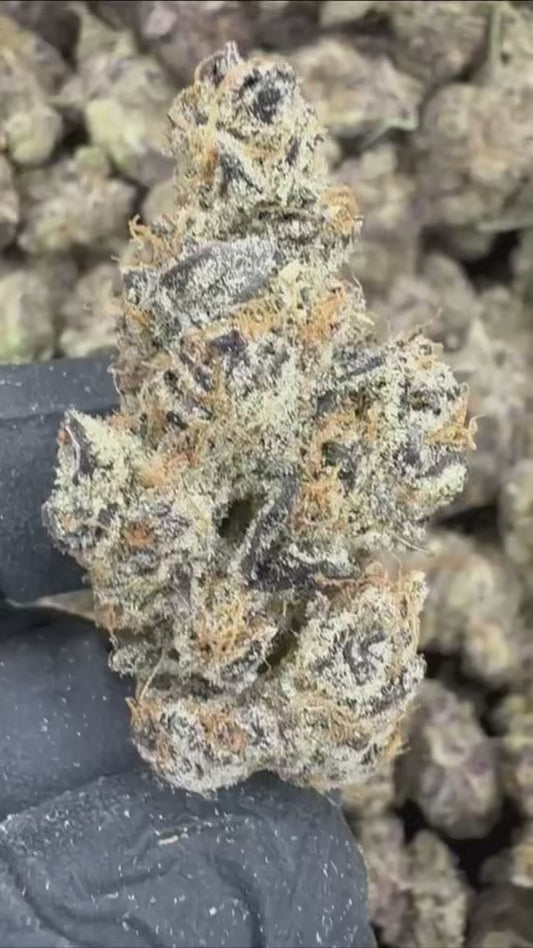 JACK HERER 🎄🍋‍🟩⛽️ - “mZAtics” INDOOR (🥇M-ZATICS  INSIDER DEALS)